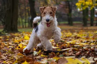 Wire Fox Terrier