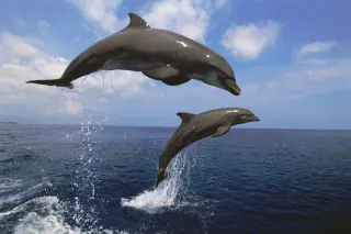 Dolphins