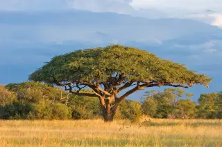 Acacia Koa