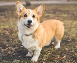 Corgi