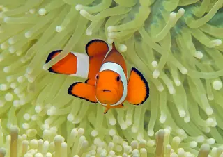 Clownfish