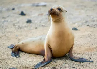 Sea lion