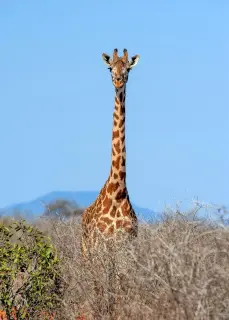 Giraffes