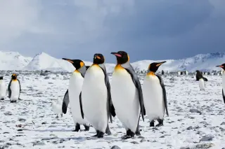 Penguins