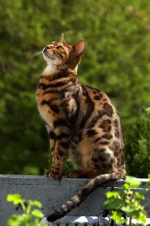 Bengal