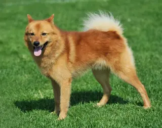 Finnish Spitz