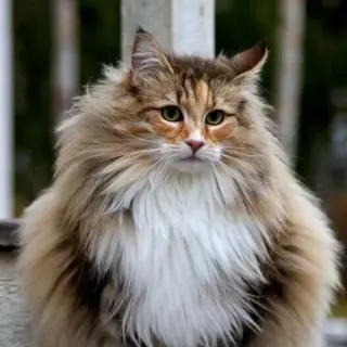 Norwegian Forest Cat
