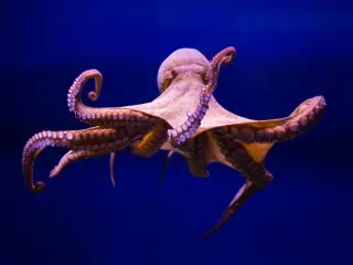 Octopus