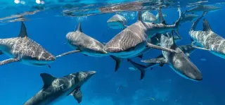 Sharks