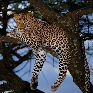 Leopards