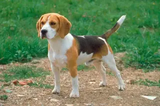 Beagle