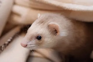 Ferrets