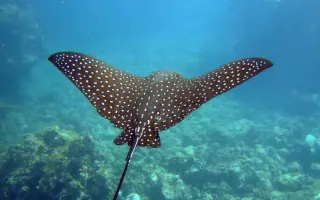 Stingray