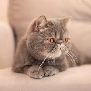 Exotic Shorthair
