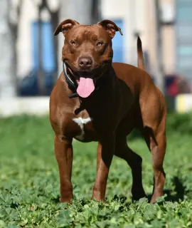 Pit Bull