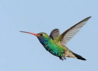 Hummingbirds