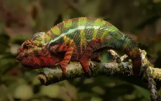Chameleon