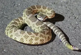 Snakes