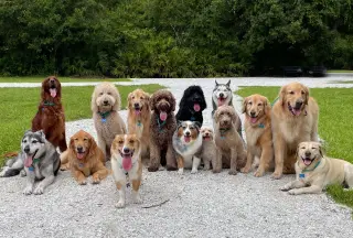 Dogs