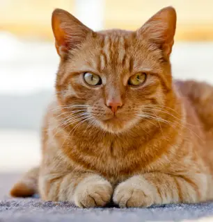 Orange Cat