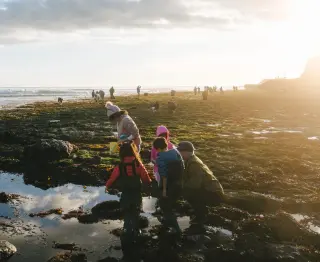 Tidepooling