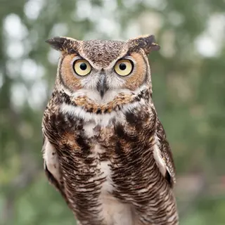 Owls