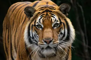 Tigers