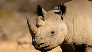Rhinos