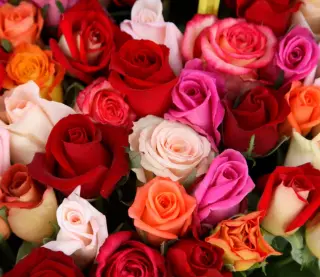 Roses