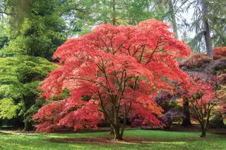 Japanese Maples