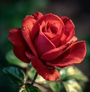 Red Rose