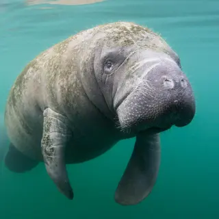 Manatee