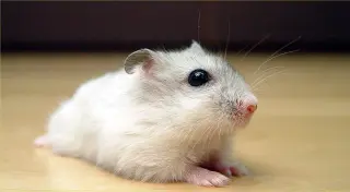 Hamsters