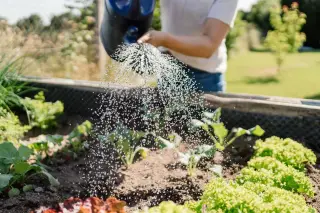 Gardening