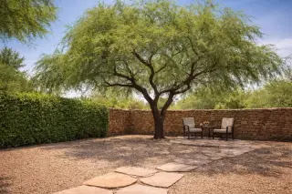 Mesquite