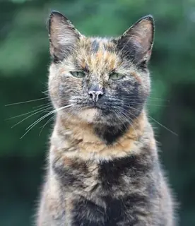Tortoiseshell