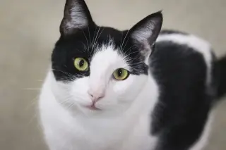 Tuxedo