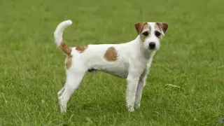 Parson Russell Terrier