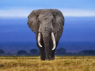Elephants
