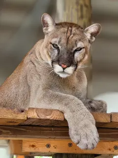 Cougars