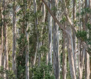 Eucalyptus