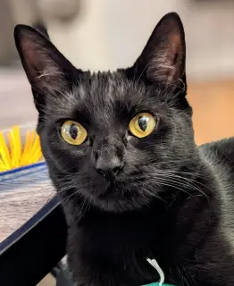 Black Cat