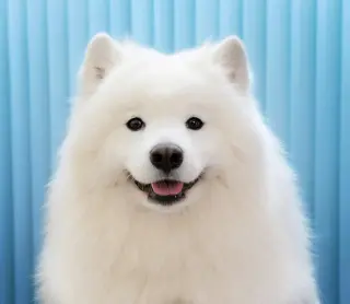 Samoyed