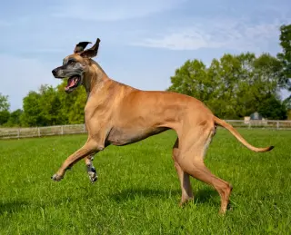 Great Dane