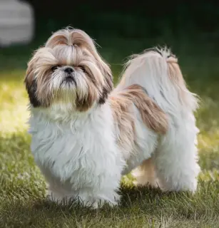 Shih Tzu