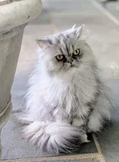 Persian