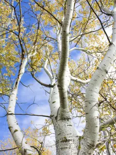 Birch