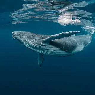 Blue Whale