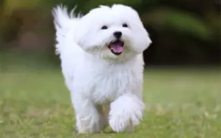 Maltese
