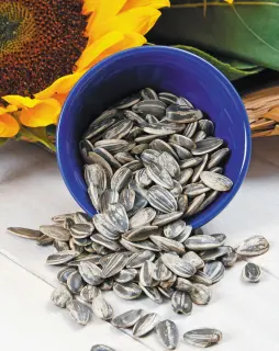 Sunflower seed